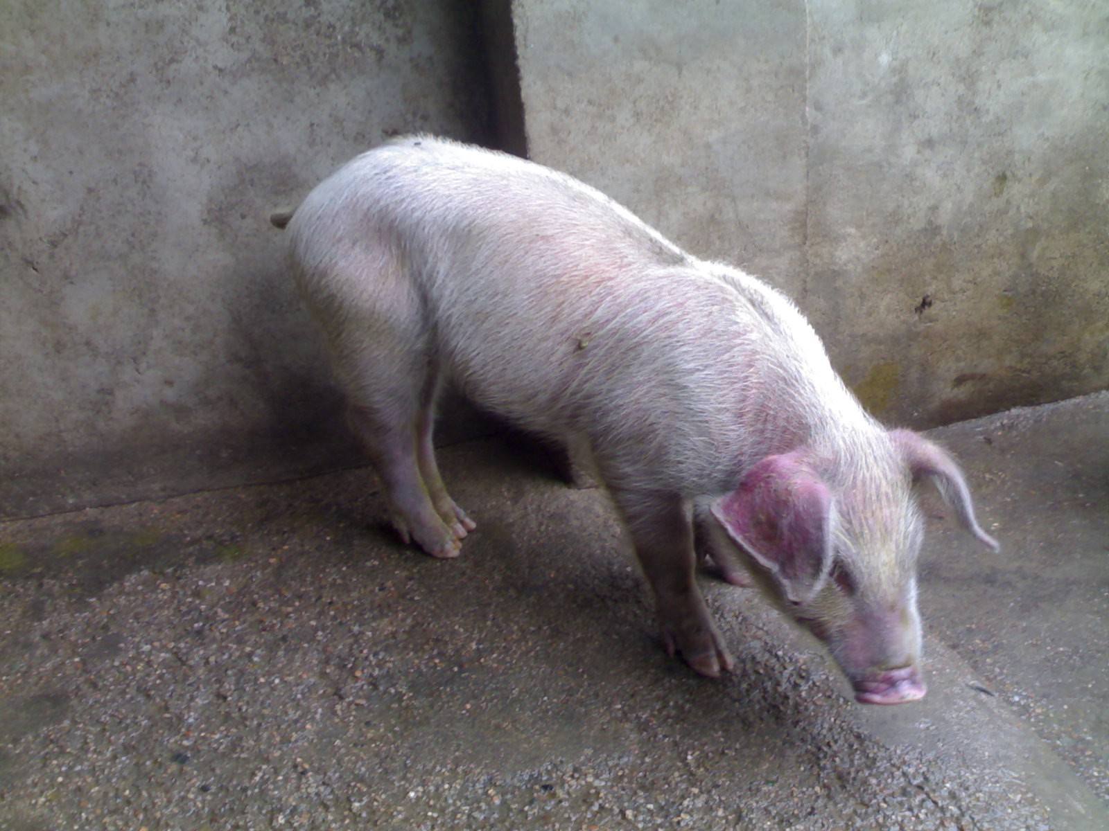 猪大便干燥要喂什么药,小猪猪大便干燥喂点什么药