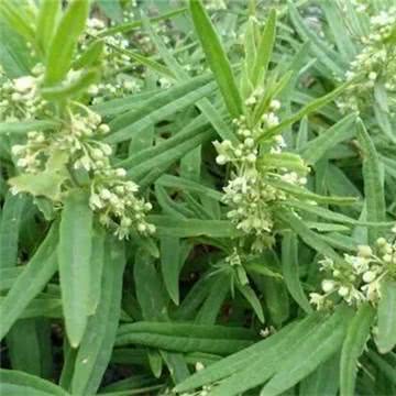 青龙街土瓜价格多少钱一斤,地梢瓜市场价格多少钱一斤