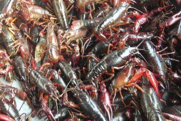 河虾的种类名称和价格,河虾和海虾的种类