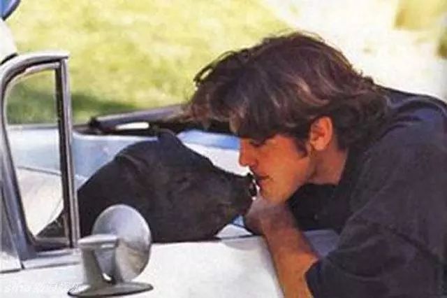 胡歌养的5只什么猫,胡歌的宠物猫