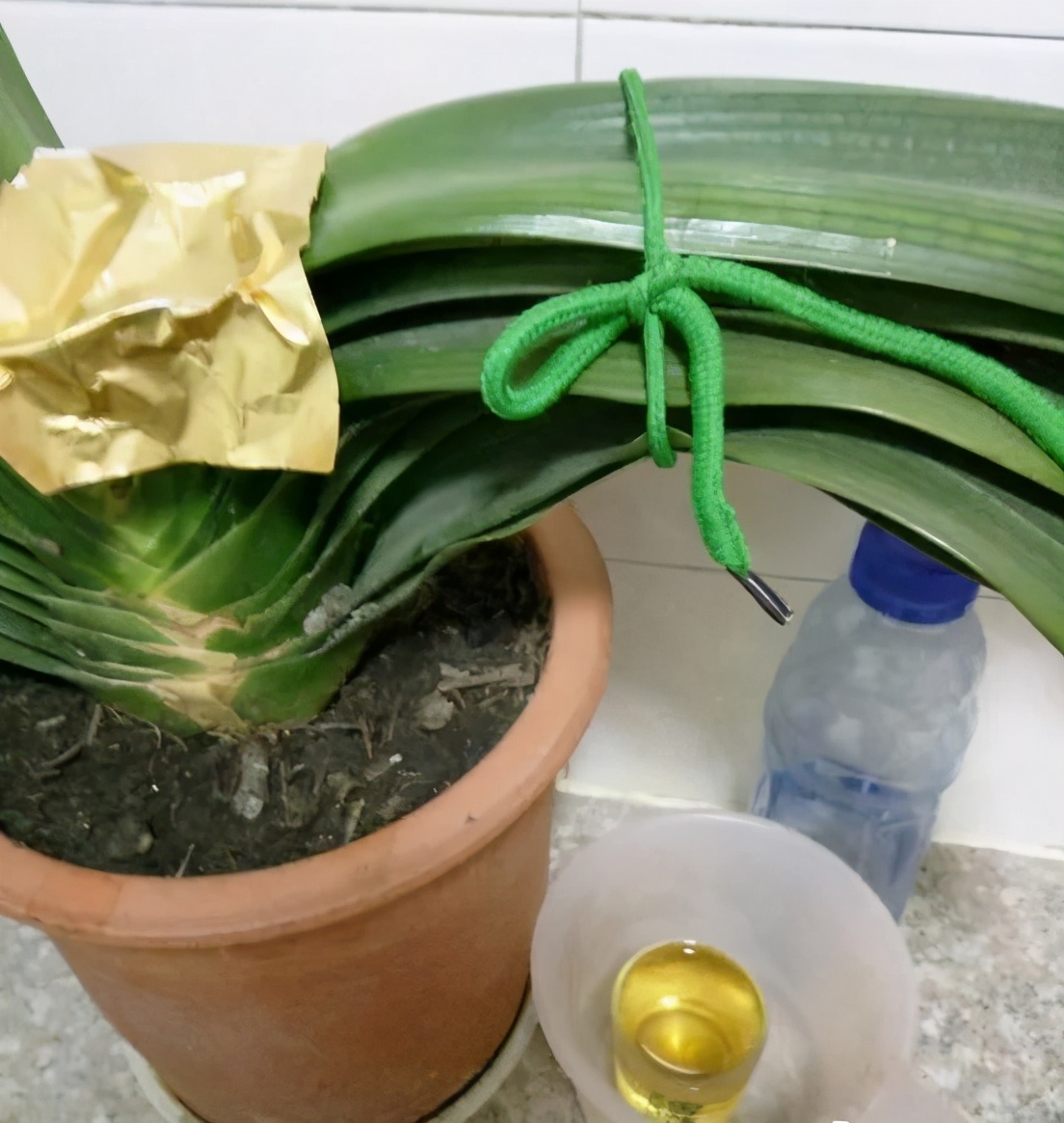 绿萝吊兰盆栽好养吗,绿萝吊兰水培