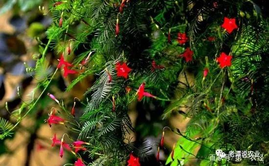 适合小院种的藤本花卉盆栽,什么藤本月季适合种在院子墙外面