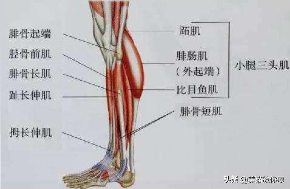 6个步骤，肌肉腿变筷子腿，你必须知道