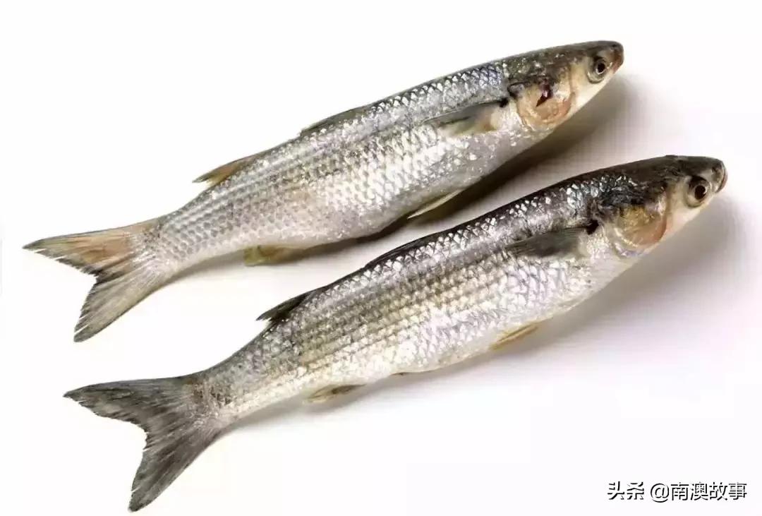 南澳渔民捕鱼视频,南澳渔民出海