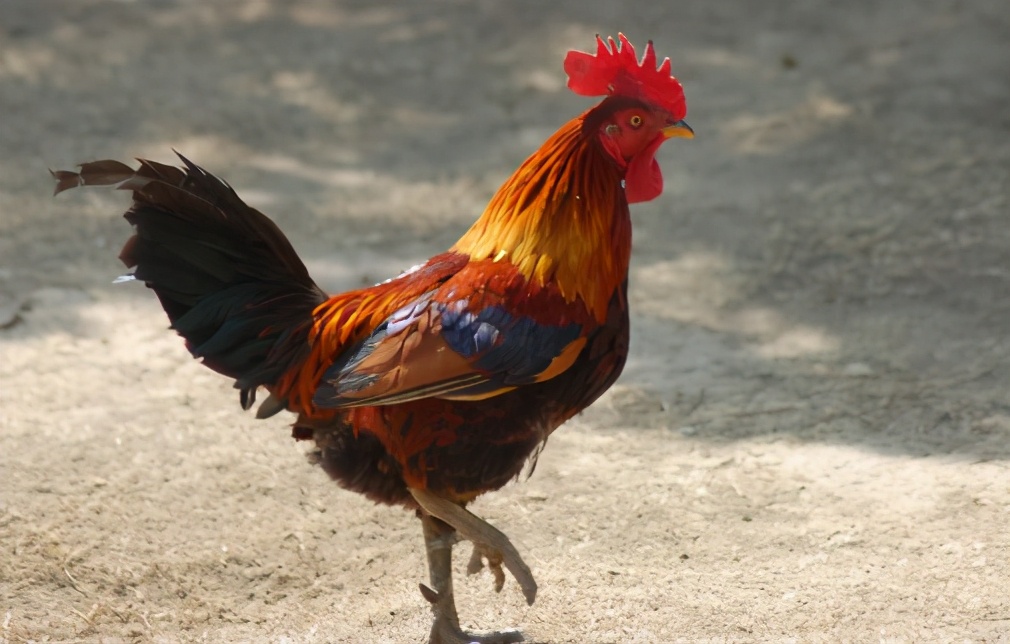 公鸡吃蜈蚣后为什么变得凶猛,为什么公鸡吃了蜈蚣变很凶