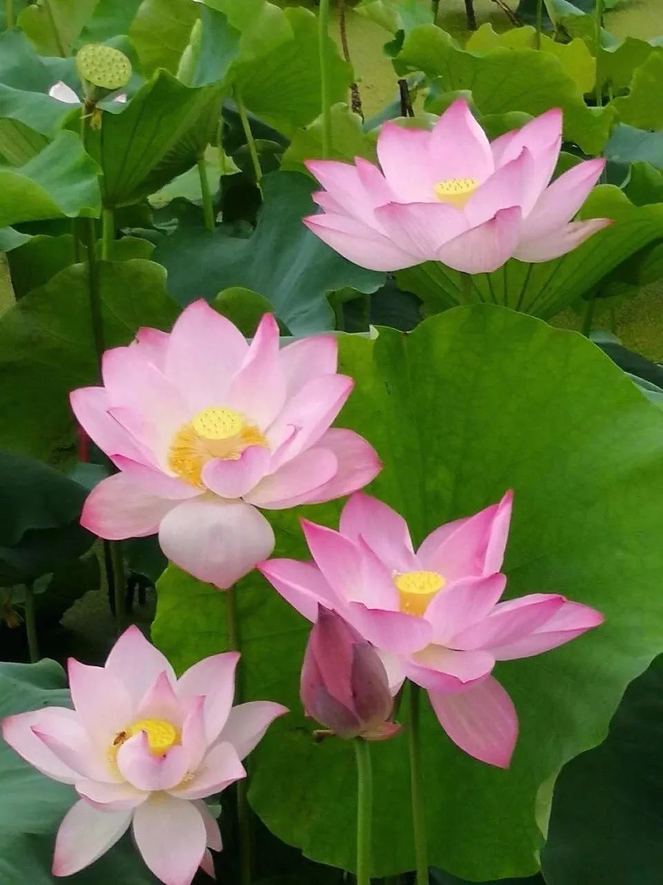 养花人最值得养的十二种花，一种花一种风华，你家养了几种？