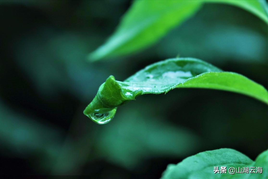 腌蔼青春去，苍茫白露稀