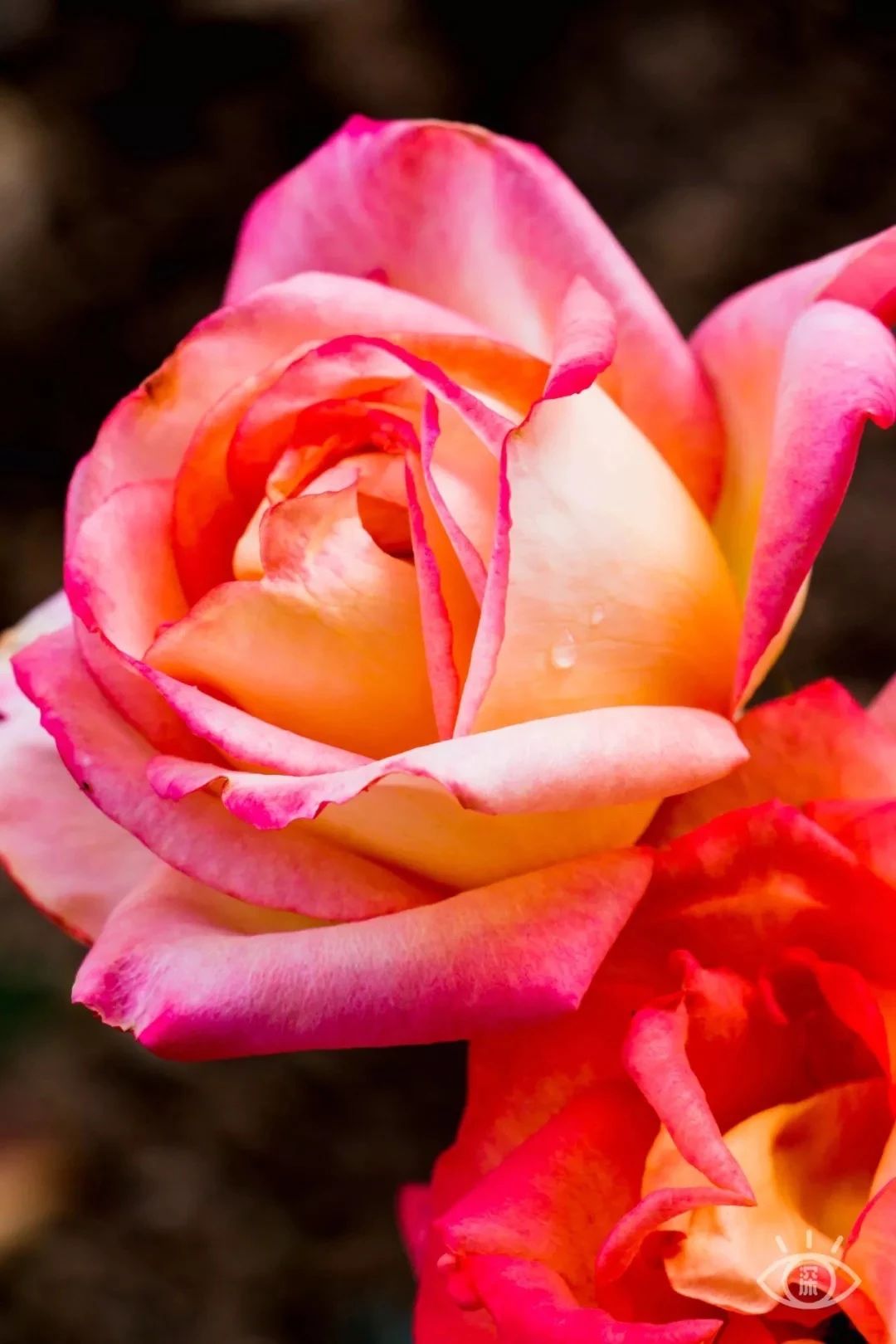 坐地铁1号线攻略,深圳1号线游玩攻略免费