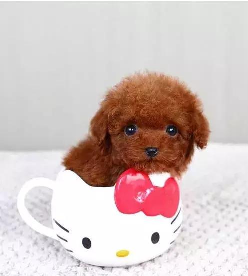 泰迪狗怎么训练听话,泰迪狗怎么训练大小便