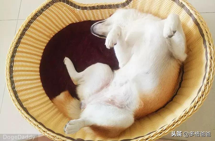 你知道狗狗是什么性格吗,你知道狗狗一些行为有什么含义吗