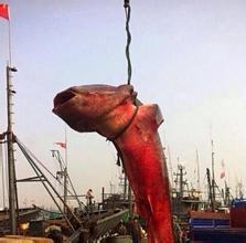 大海蛇历史真实事件,巨型海蛇传说