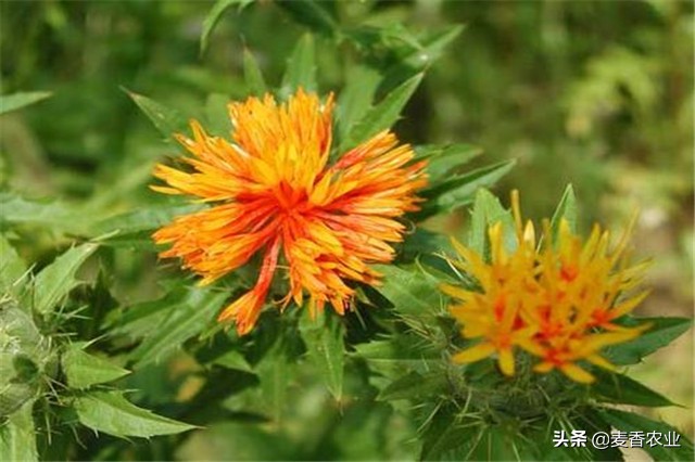 红花种植技术技巧,红花的种植方法和注意事项