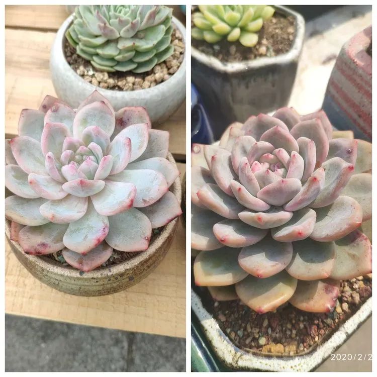 多肉不适合新手养,多肉入坑到什么程度好