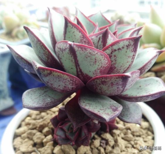 经历两年风雨的罗西玛，总算蜕变逆袭，无非把日常6点做好