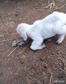 羔羊软瘫病的治疗用什么药,羔羊软瘫症的治疗药