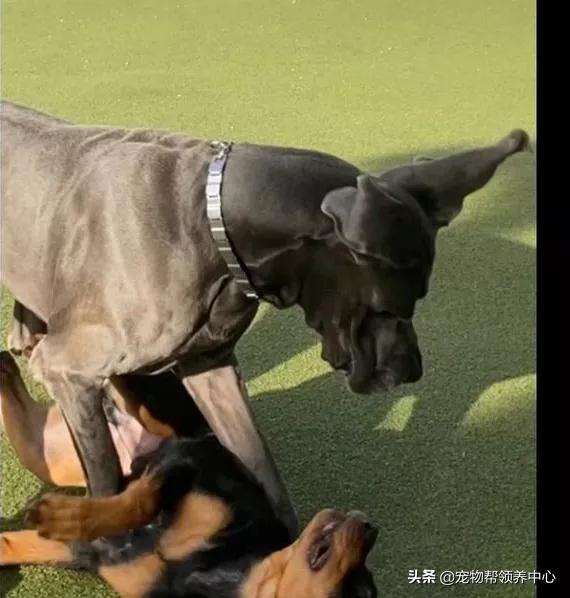 小狗未拴绳遭大狗撕咬罗威纳,女童被大狗撕咬事件后续罗威纳