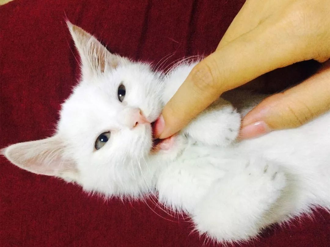 被猫舔证明什么,被猫咪舔过伤口真的会死吗