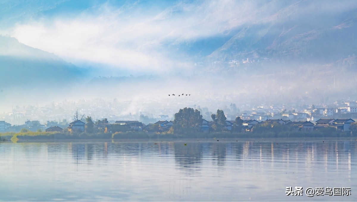 极简鸟类摄影欣赏,2019鸟类摄影作品欣赏