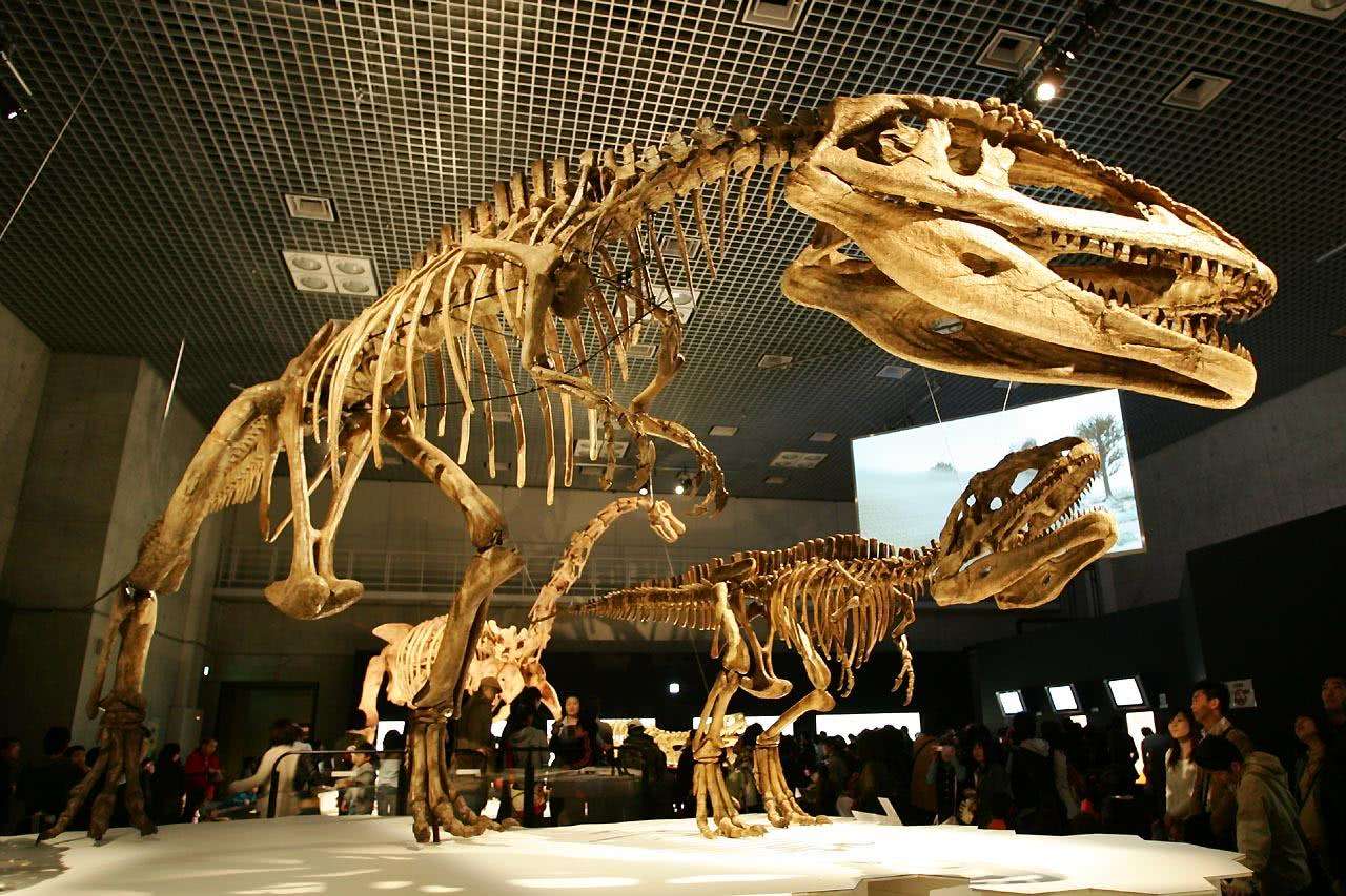 山东诸城发现20多个龟类足迹化石,为啥只有诸城临朐有恐龙化石