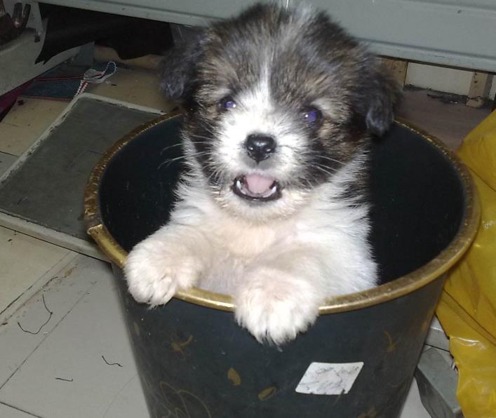 狗狗晚上睡觉一直嗯叫是怎么回事,狗狗一天到晚睡觉是什么原因