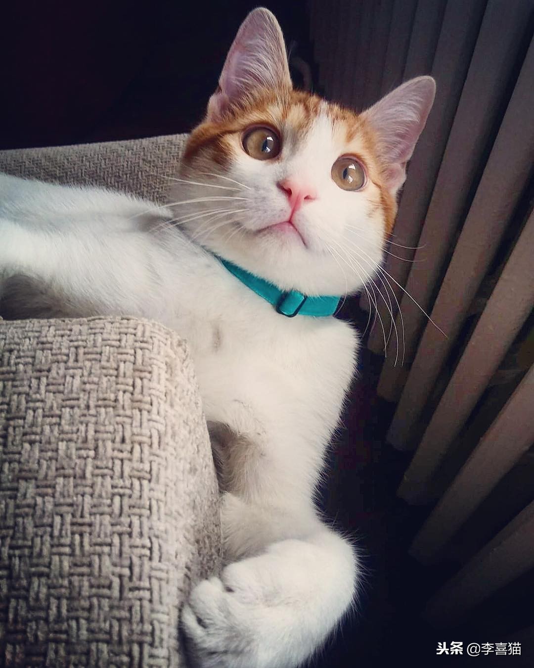 猫咪多大可以吃化毛膏和营养膏,猫咪营养化毛膏