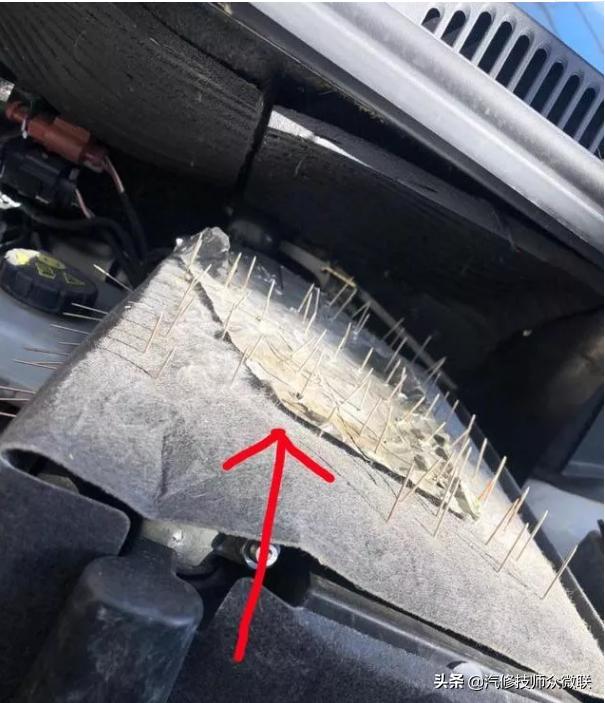 看这位车主是怎样防止猫鼠钻进发动机舱打窝的，这个方法值得推荐