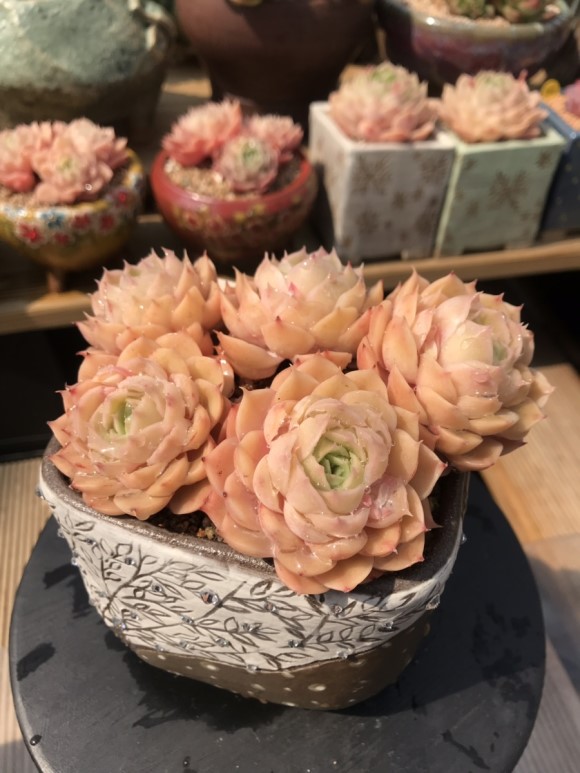 让人震撼的多肉,让人惊艳的多肉