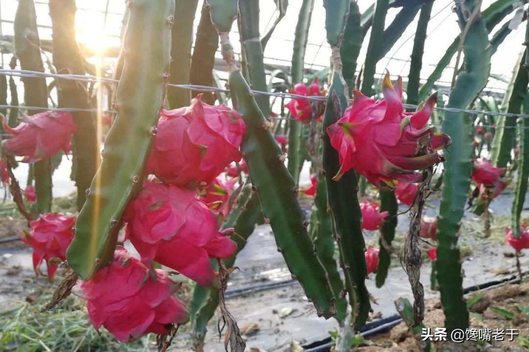 小暑水果,小暑吃什么水果