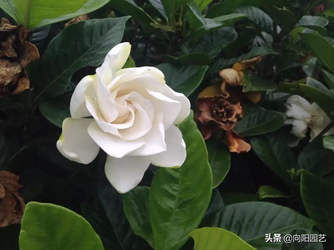 冬季绿植黄叶黑斑怎么解决,冬天植物叶子发黄怎么办