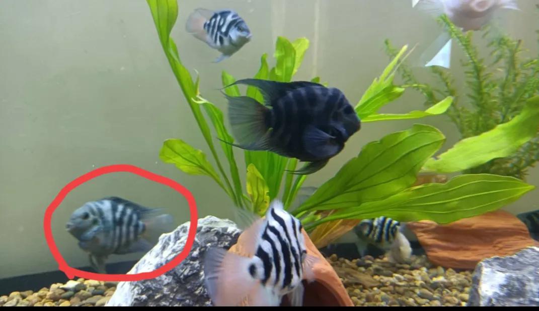 鹦鹉鱼可以跟迷你鹦鹉鱼一起养吗,迷你鹦鹉鱼会吃别的鹦鹉鱼小鱼吗