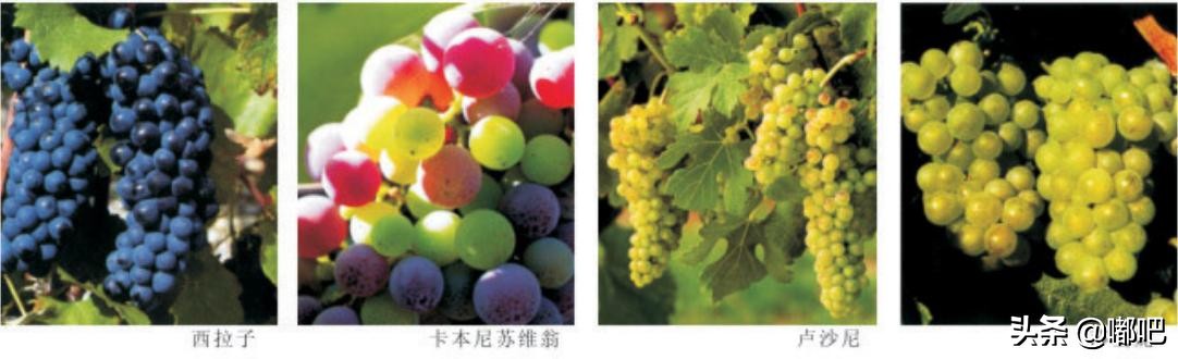 春节买葡萄酒,春节买葡萄酒需要注意哪些地方