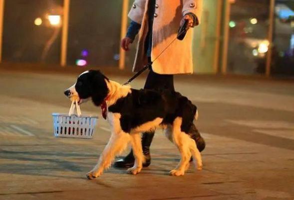 老祖宗直言：有这几个特征的狗，才是旺财旺家的狗