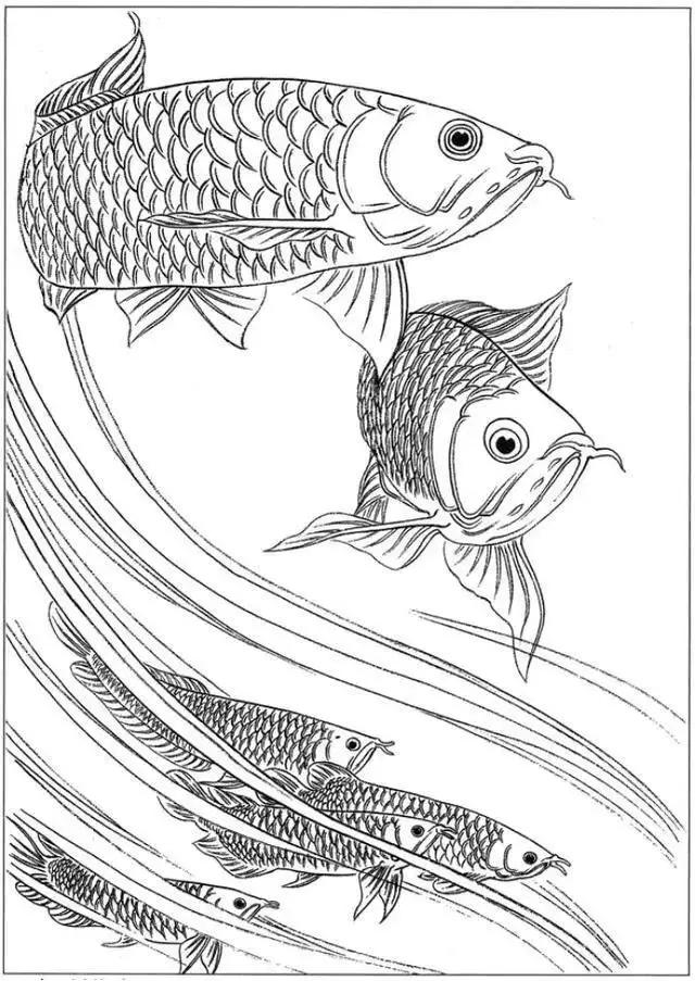 简单易画的工笔画线稿,各种鱼类工笔画图片