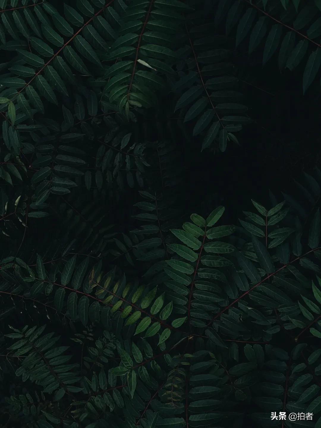 手机摄影天花板机型,手机摄影爱生活