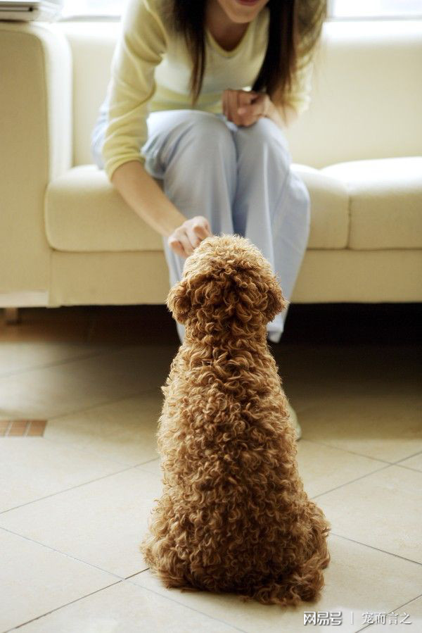 狗狗来月经要注意什么,狗狗来月经了要注意什么事项