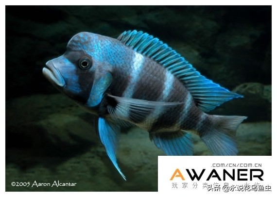慈鲷种类图片,慈鲷科鱼品种大全