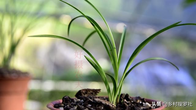 养好兰花注意这几点,养好兰花诀窍