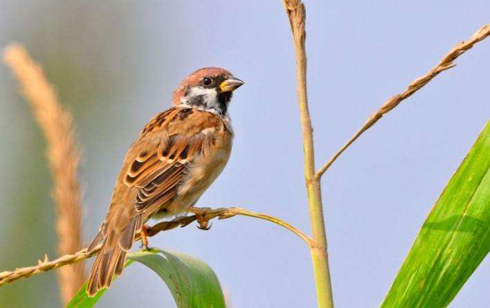 浜洪笩澶ф垬璋佽兘鎵撹耽,浜洪笩鎴樹簤