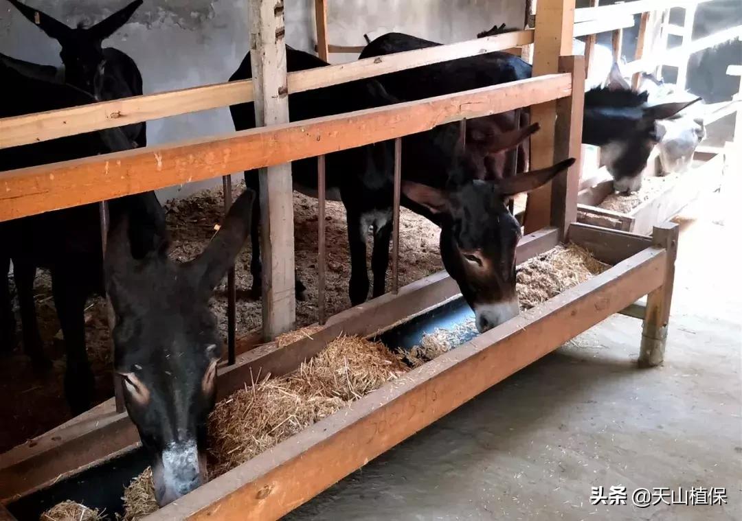 这样带村民养驴，真的很“硬核”！