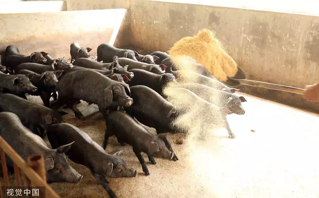 丁磊养的猪有什么,为什么丁磊喜欢养猪