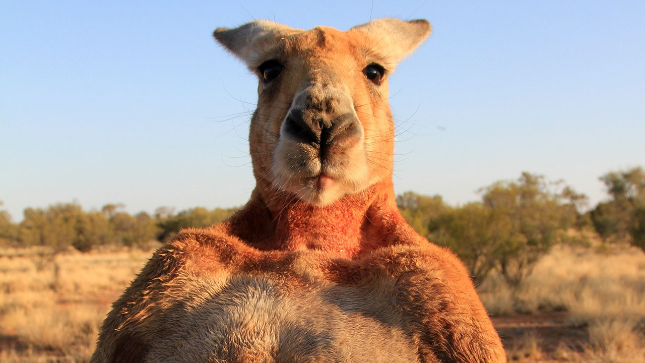 袋鼠的生育结构示意图,袋鼠的生殖系统为什么有两个