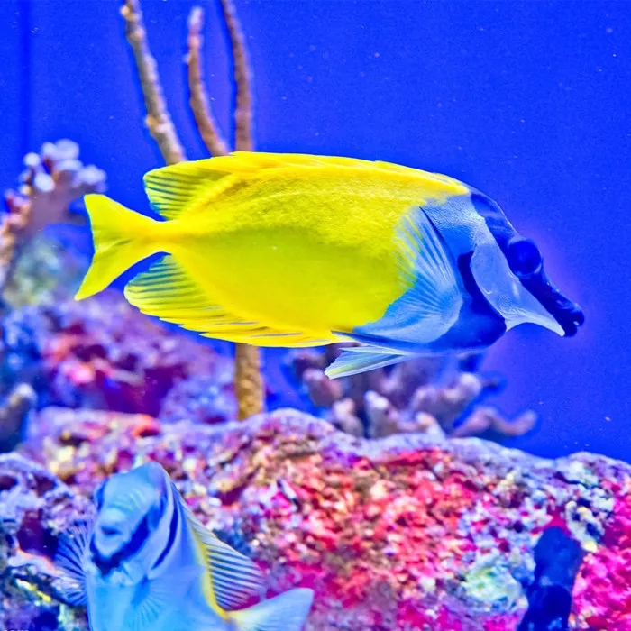 海水鲽鱼在一起打架吗,鱼儿为什么会打架