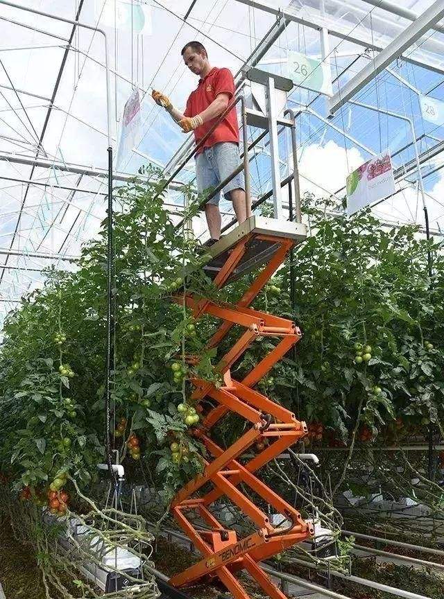 在荷兰的温室生活,在荷兰打工能赚多少钱