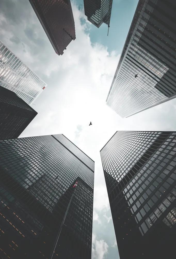 全世界的鸟,全世界的鸟类