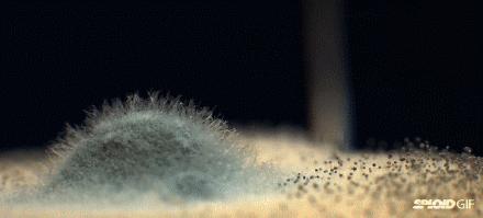 一家三口吃了一碗汤导致死亡,一家三口吃香椿后丧命