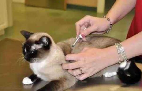 猫猫体内驱虫药吃多了怎么办,猫猫体内驱虫都驱的什么虫