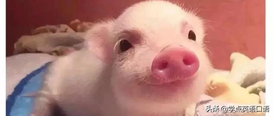 “pigout”千万别翻译成“猪出来了”，要被笑死了