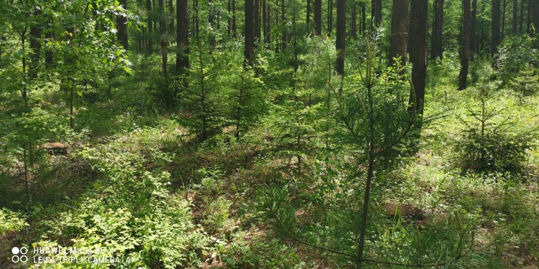 木兰栽培技术,木兰树苗培育