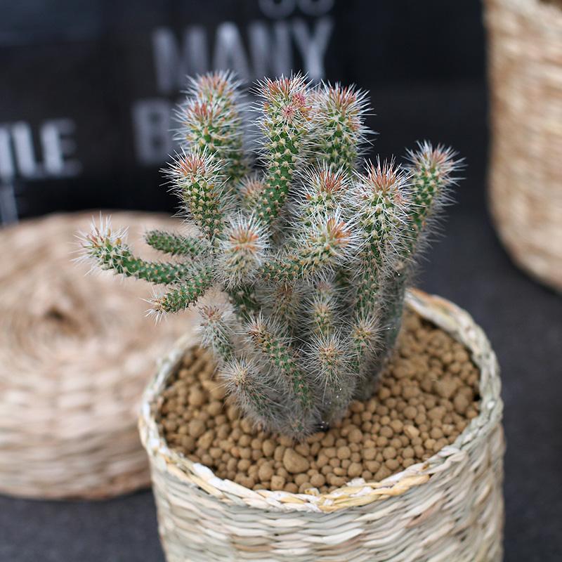 101仙人球,101个仙人球品种