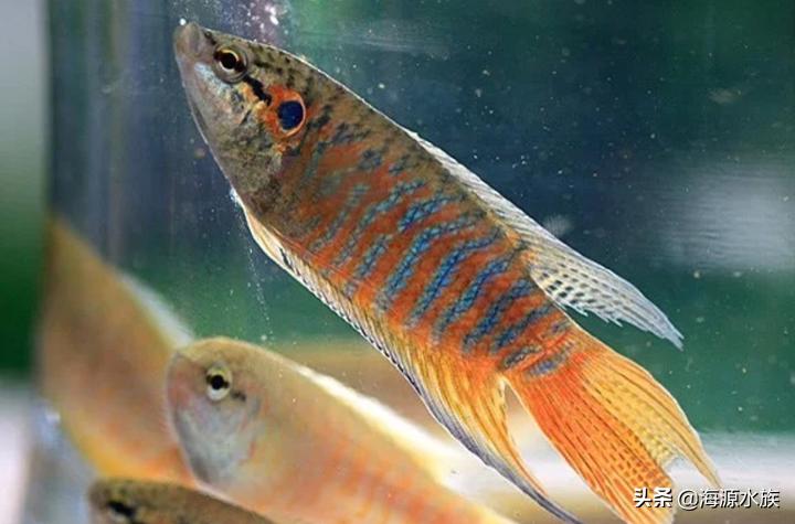 什么鱼适合新手来养呢？我来为你一一道来
